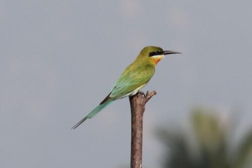 Blue-tailed Bee-eater by Venkatesh S