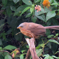 My first birding experience in the Shevaroys