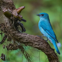 Beyond Watching Birds: From the Eastern Himalayas to the Cities