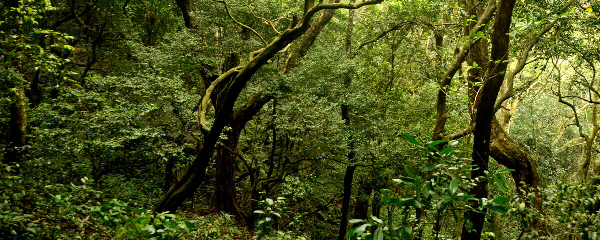 Salem Ornithological Foundation