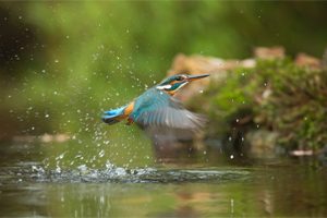 wetlandrestoration