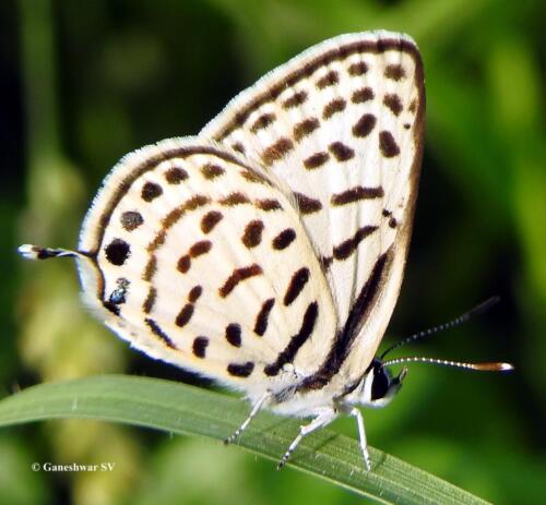 22 Striped Pierrot