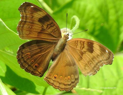 25 Chocolate Pansy