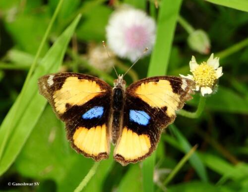 34 Yellow Pansy