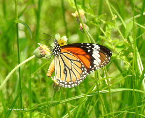 6 Striped Tiger