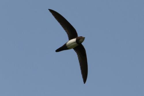 Alpine Swift by Venkatesh S