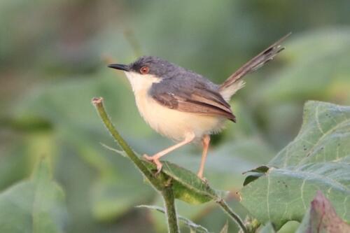 Ashy Prinia by Venkatesh S