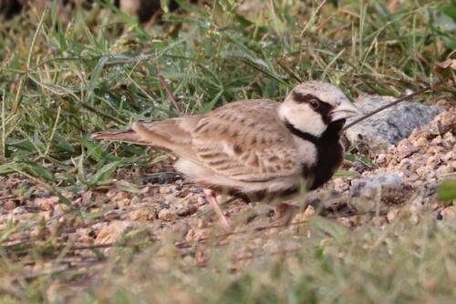 Ashy-crowned Sparrow-Lark by Venkatesh S