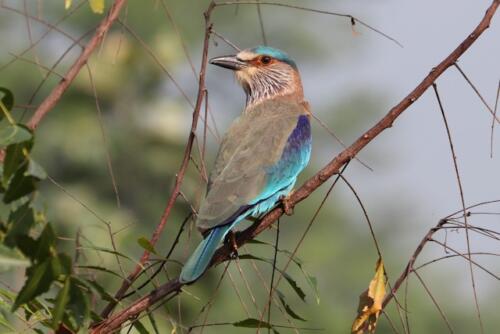 Indian Roller by Venkatesh S