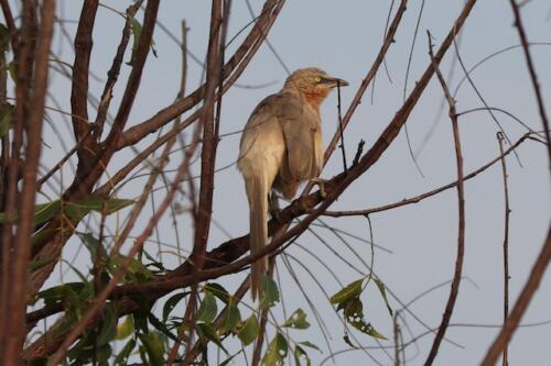 Large Grey Babbler by Venkatesh S