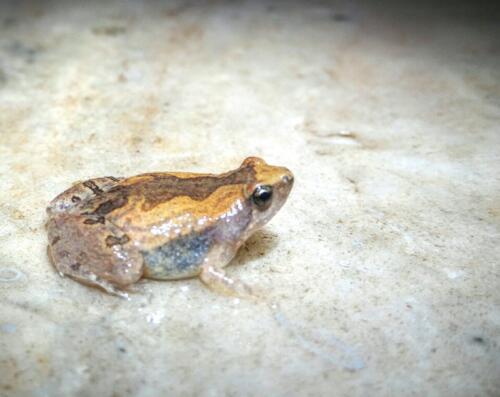 அழகு கூர்வாய்த் தவளை Ornate Narrow-mouthed Frog