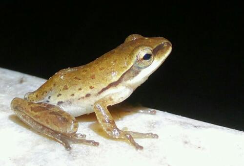 இந்திய மரத்தவளை 2 Common Indian Tree Frog