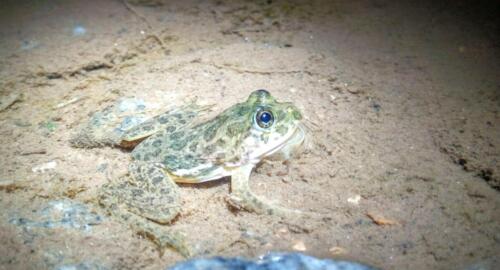 நீர் தத்தித் தவளை 2 Common Skittering Frog