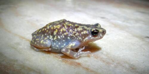 புள்ளித் தவளை Variegated Frog
