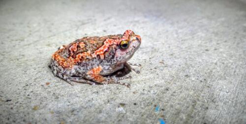 வண்ணத் தவளை Sri Lankan Painted Frog